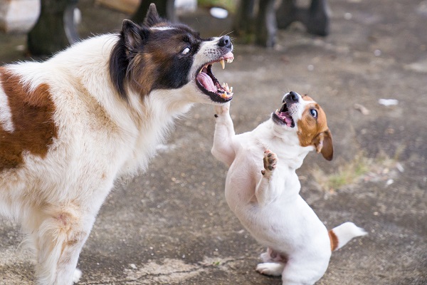 20 sinais que seu cão pode dar por estar estressado