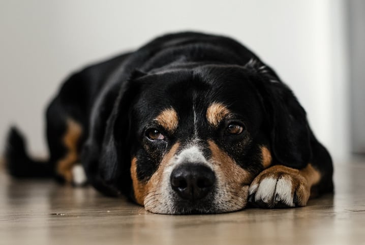 Cachorro não consegue ficar em pé: o que pode ser?