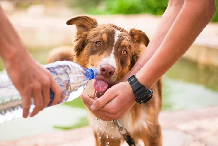 Cachorro sente calor? Como identificar o mal-estar no pet