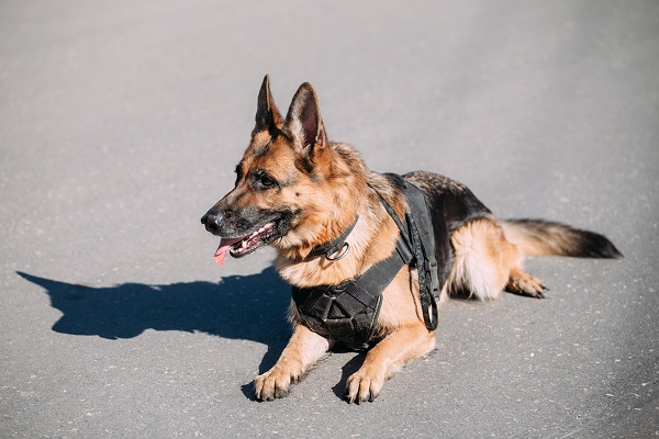 Cinco raças de cães policiais