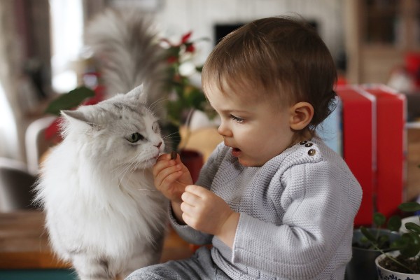 Como acostumar seu gato com um bebê humano