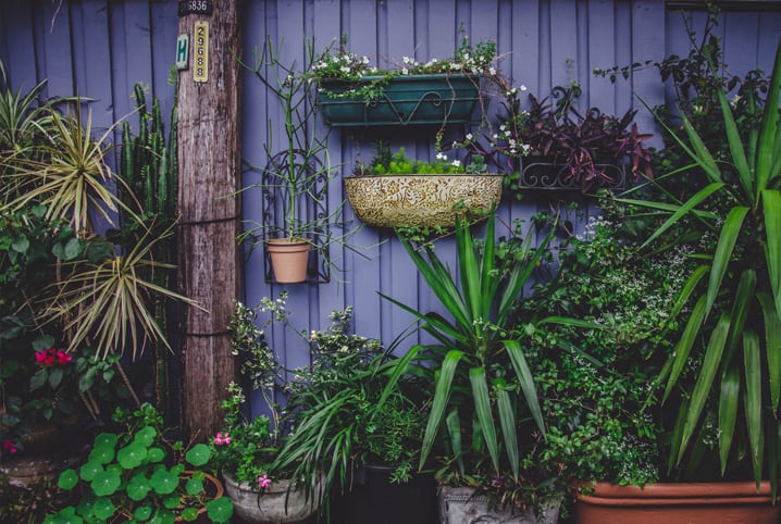 Como escolher o tamanho do vaso para cada tipo de planta?