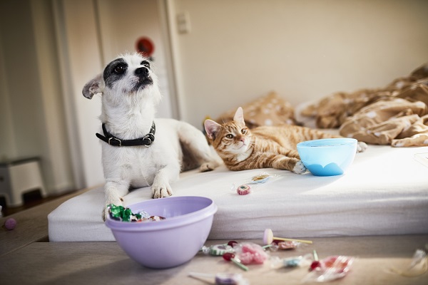 Como saber se cachorros e gatos podem se dar bem?