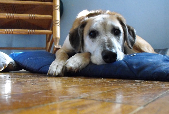 Conheça causas, sintomas, tratamento e prevenção da gastrite em cachorro