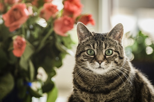 Estudo revela que tutores de gato podem ser mais resistentes a Covid-19