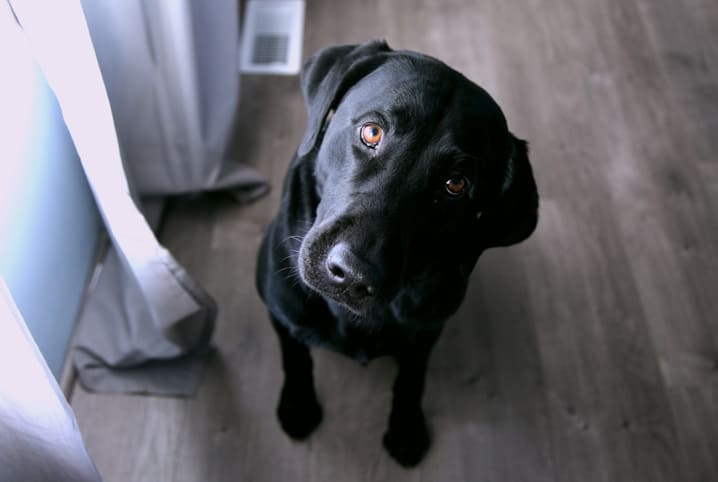 Passeio com cães: como limpar as patas do pet depois da caminhada