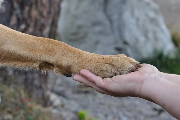 Pode pintar unha de cachorro? Saiba mais