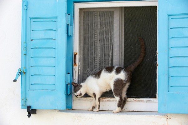 Por que os gatos se esfregam em pessoas, objetos e outros animais?