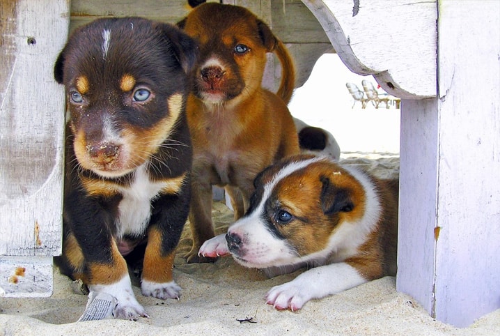 Quantos filhotes um cachorro pode ter? É hora de descobrir!