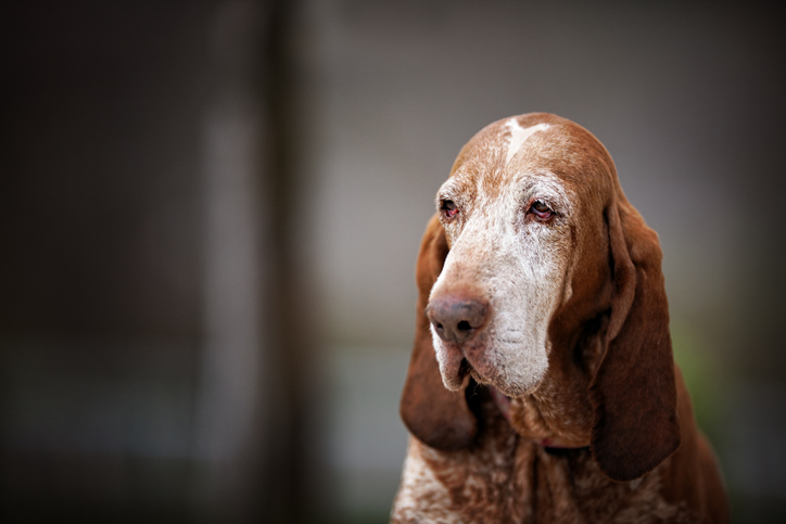 Raças de cachorro com menor expectativa de vida