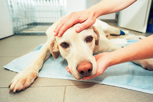 Saiba como prevenir casos de câncer em seu pet