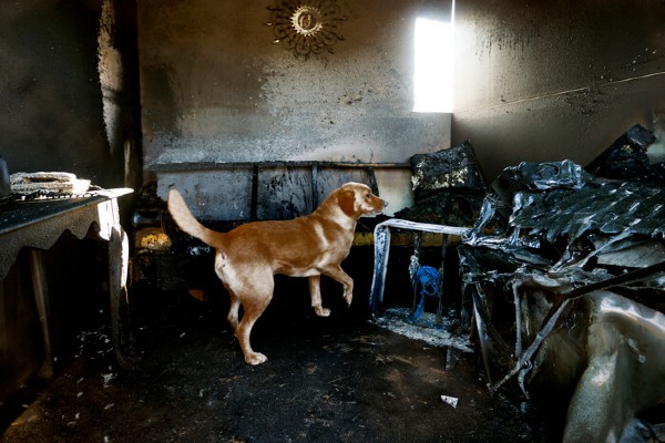 Seis raças de cães de busca e salvamento