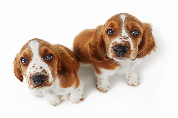 Seu cachorro ficaria feliz com um irmão canino?