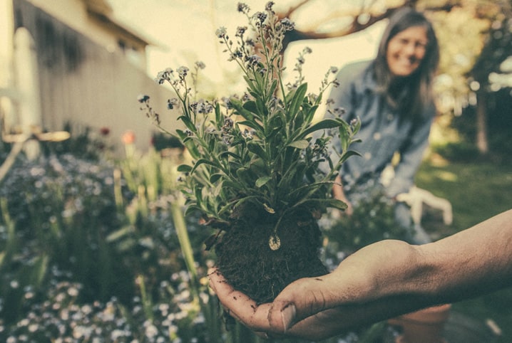 6 plantas repelentes para afastar os insetos