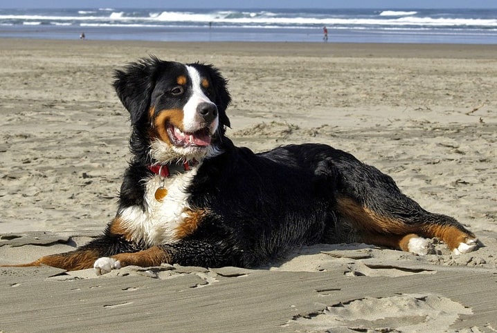 Animais na praia: por que eles não podem curtir o verão conosco?