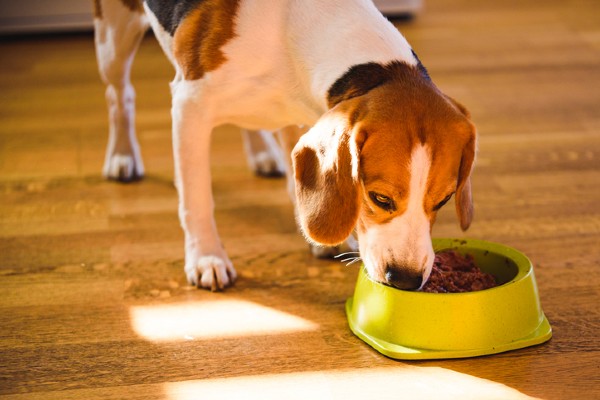 Benefícios de latinhas e sachês para pet com problemas de pele