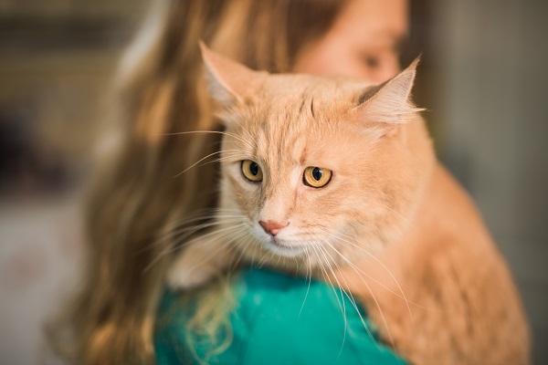 Brasileiros levam saúde do pet tão a sério quanto a de um familiar