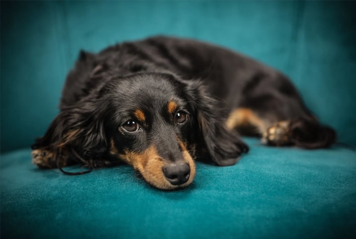 Cachorro antissocial: o que fazer quando o pet não gosta de visitas