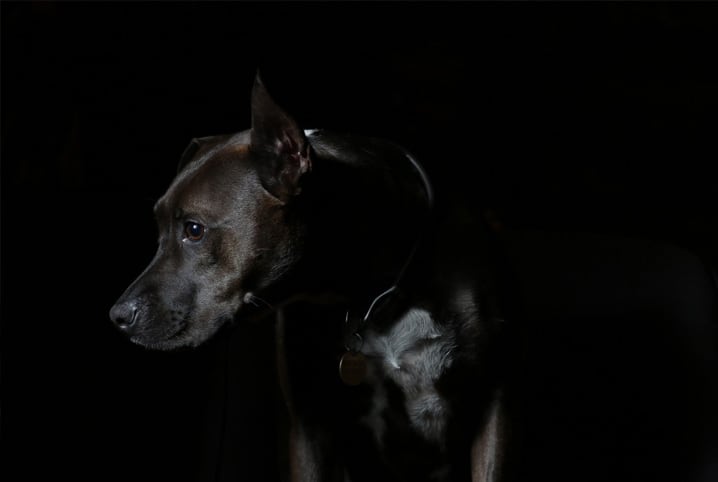 Cachorro com soluço: saiba como ajudar o pet