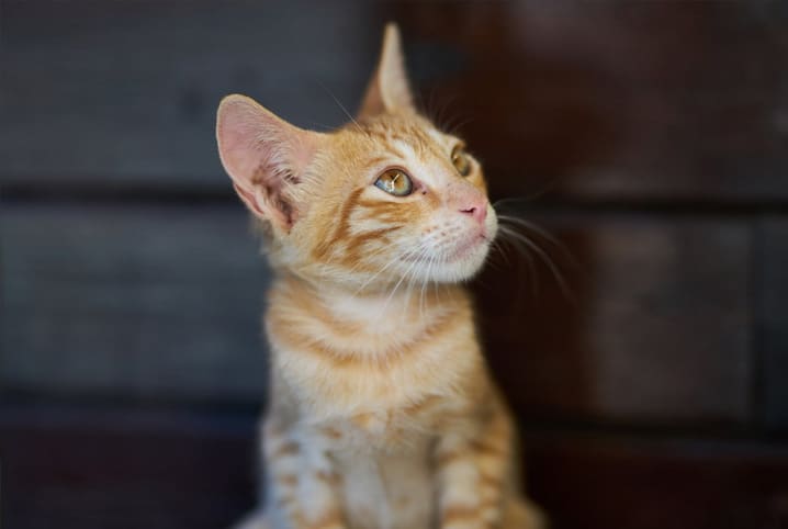 Descubra como funciona a audição de gatos