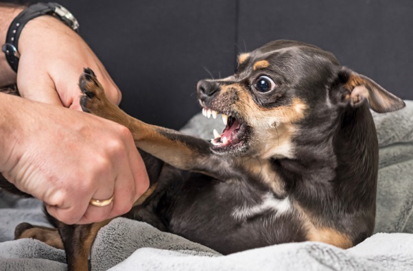 Entenda porque cães pequenos podem ser mais bravos do que os maiores