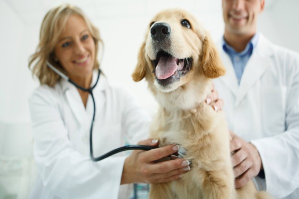 Exames de check-up que seu cachorro deveria fazer todos os anos