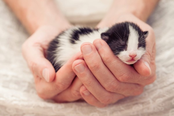 Gatinhos: quando eles abrem os olhos e enxergam o mundo