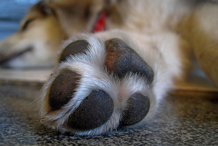 Lava patas de cachorro: saiba como lavar essa região