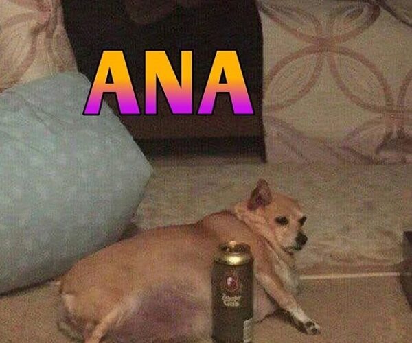 Memes de pets com nome de pessoas viralizam no Instagram