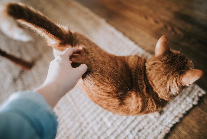 O que pode ser a queda de pelo na cauda do gato?