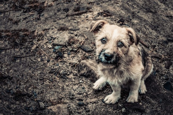 Por que alguns cães gostam de rolar em carniça ou lixo?