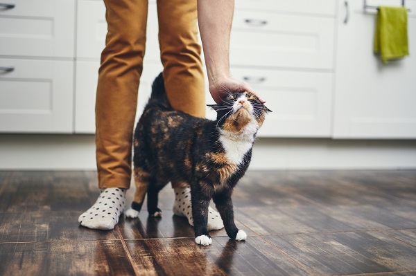 Por que alguns gatos costumam seguir humanos?