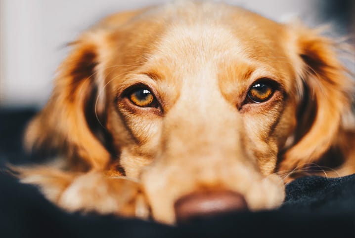 Pressão alta em cães: conheça causas, sintomas e tratamento para a condição