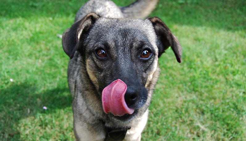 Quais são os cachorros mais inteligentes do mundo?