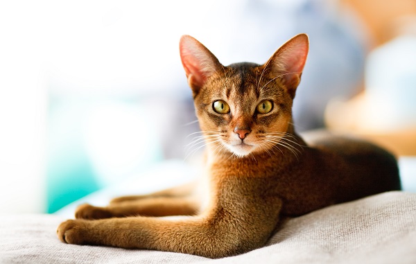 Quatro raças de gatos super sociáveis