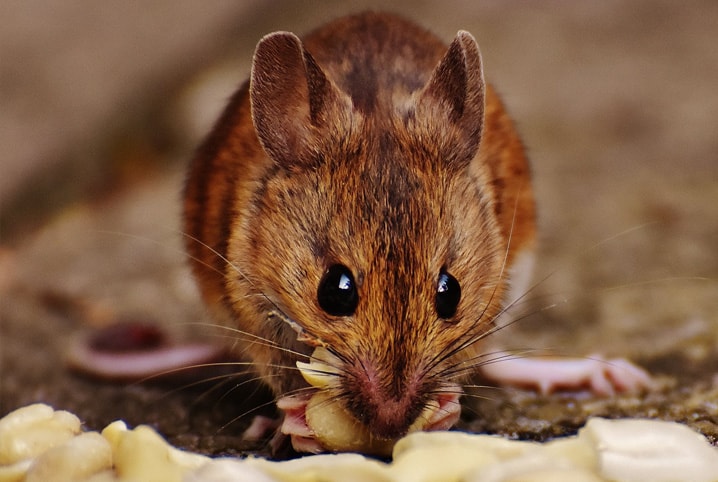 Rato gosta de queijo? Descubra a verdade por trás do mito