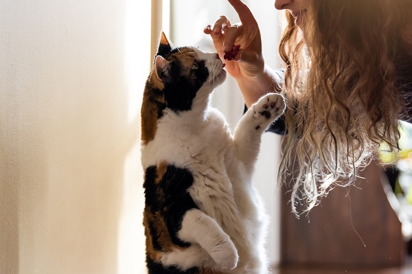 Receita de petisco de frango e arroz para gatos