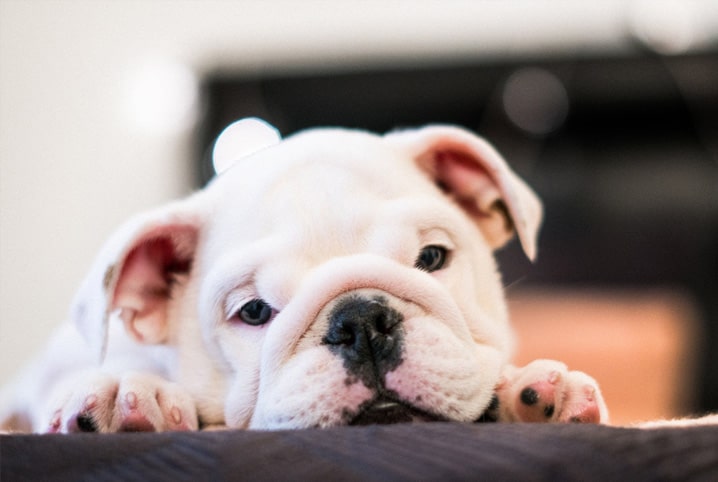 Refluxo em cães: conheça causas, sintomas e tratamento