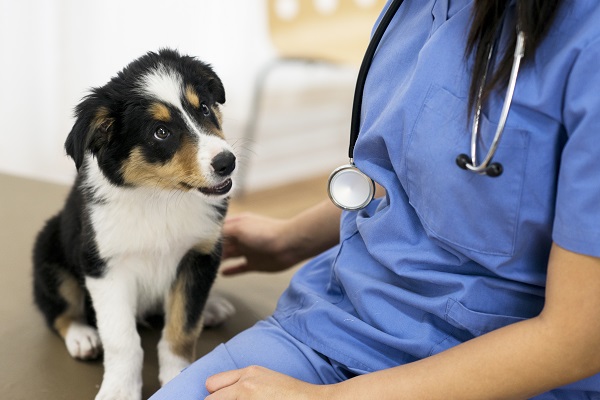 Saiba como prevenir seu pet da leishmaniose