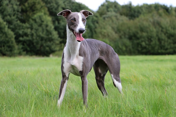 Saiba porque alguns cães, como os galgos, podem ser muito velozes