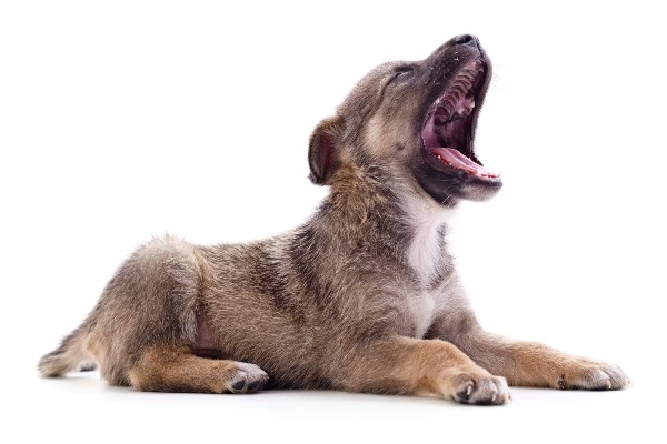 Troca de dentes em filhotes de cachorro