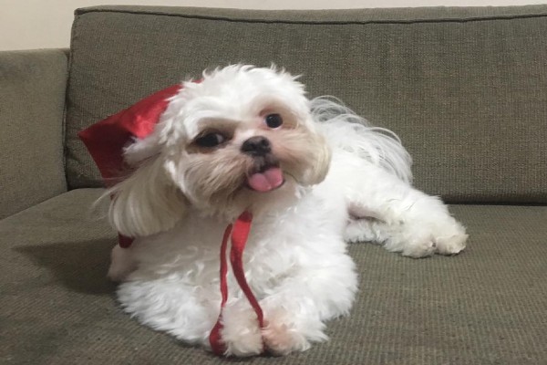 Veterinário em casa: Shih Tzu precisou de atestado para viajar de avião