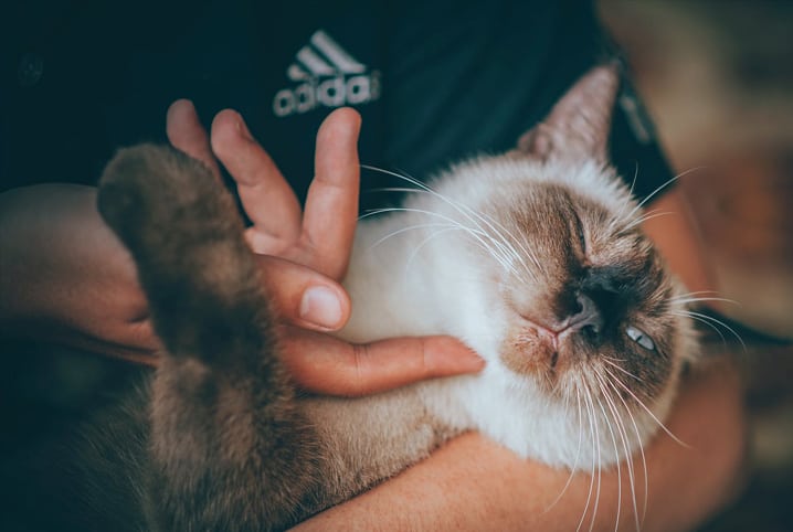 5 dicas de como falar com gatos