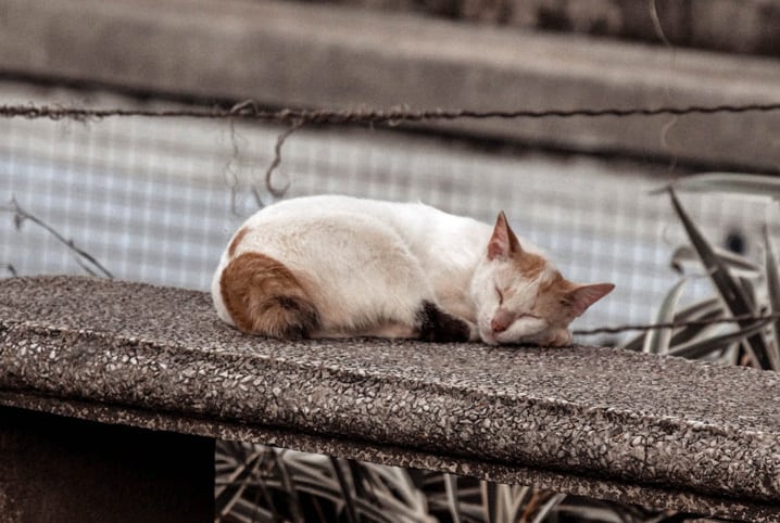 7 dicas do que fazer quando encontrar um gato abandonado