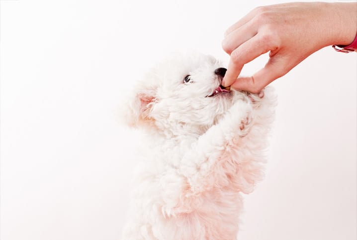 Alimentação natural para cachorro: como fazer da melhor forma