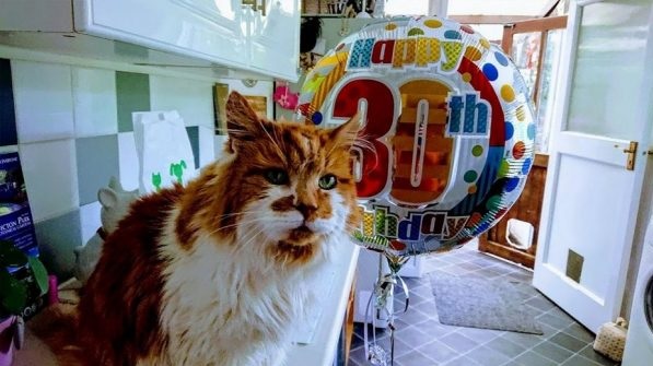 Aos 31 anos, morre gato mais velho do mundo