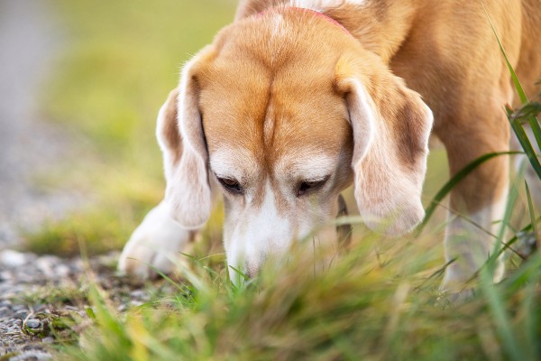 Cachorros podem mesmo detectar o coronavírus em humanos