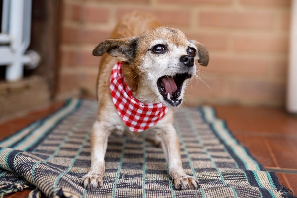 Cães com dor podem se demonstrar mais agressivos