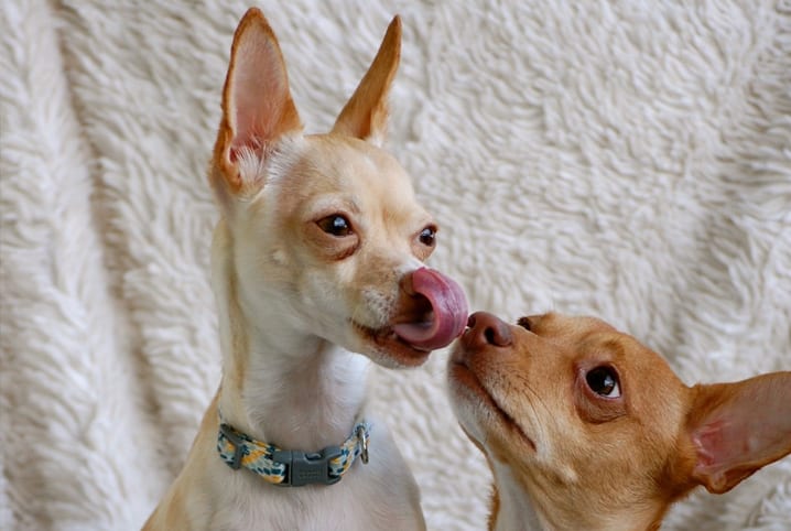 Como acalmar cachorro que quer cruzar: machos e fêmeas