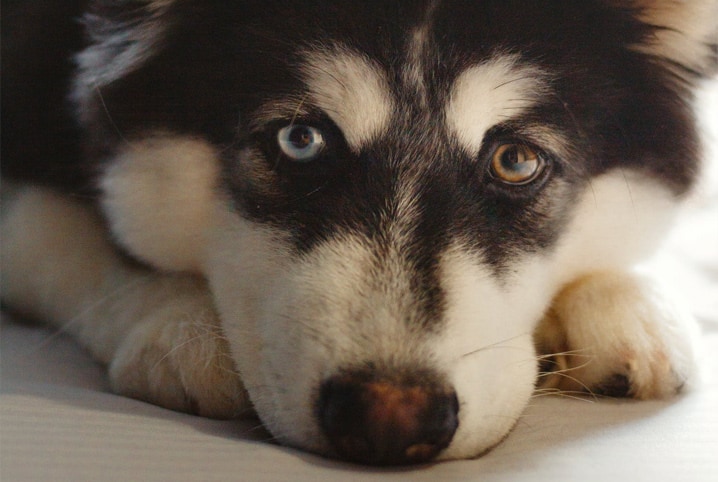 Como ajudar cachorro com medo de trovão